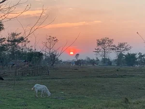 Chitwan